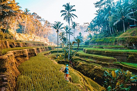 Đến Bali Thăm Cánh Đồng Lúa Tegalalang