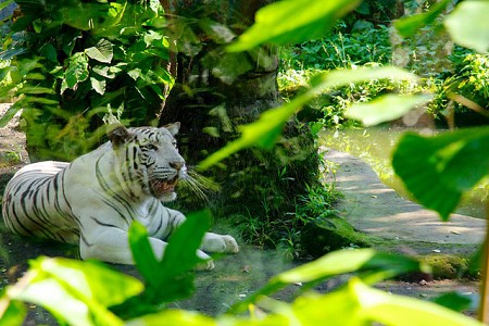 Khám phá vườn thú Bali – đẹp tới quên lối về