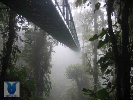 Rừng mây - Cloud Forest