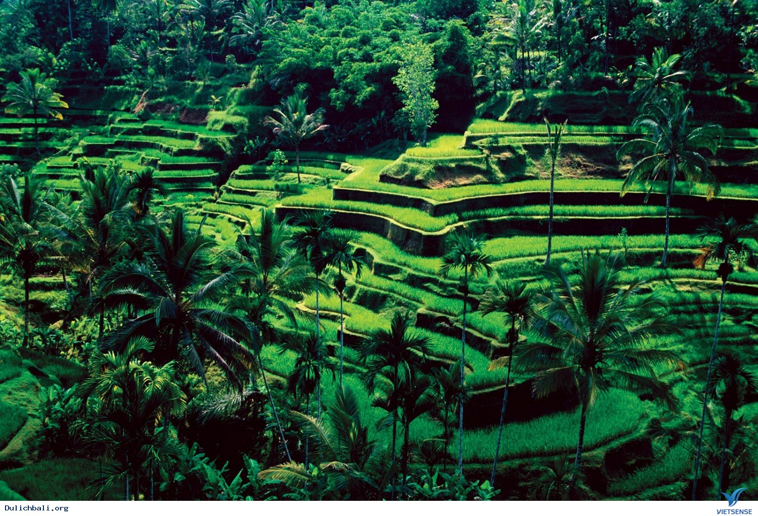 Thác Kanto Lampo Trong Rừng Rậm Ubud Đảo Bali Indonesia Hình Nền Phong Cảnh  Thiên Nhiên Hình ảnh Sẵn có  Tải xuống Hình ảnh Ngay bây giờ  iStock
